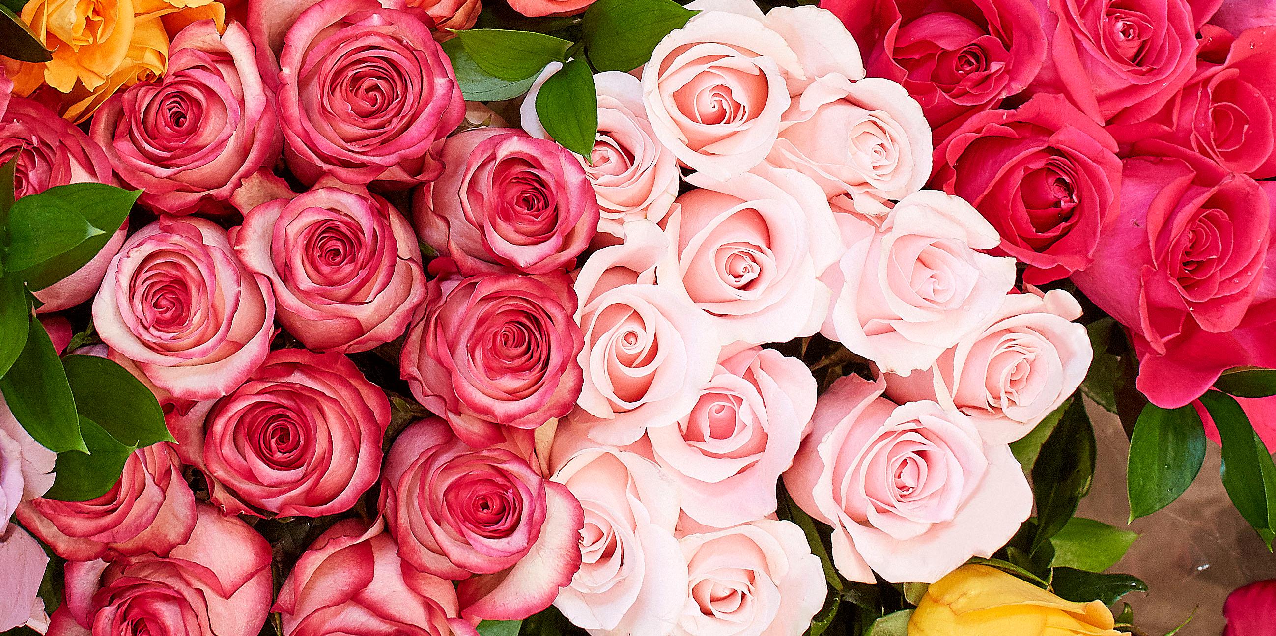 A close up of red and pink roses.