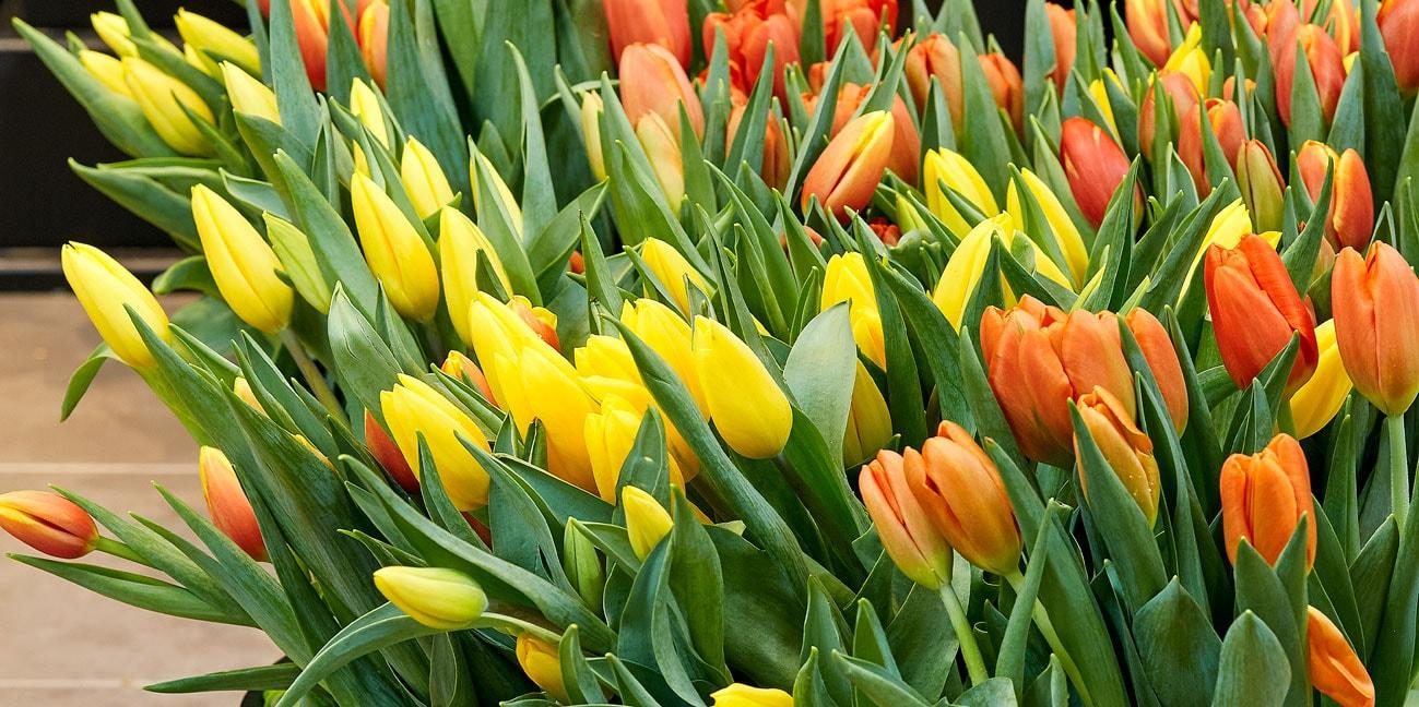 A close up of orange and yellow tulips.