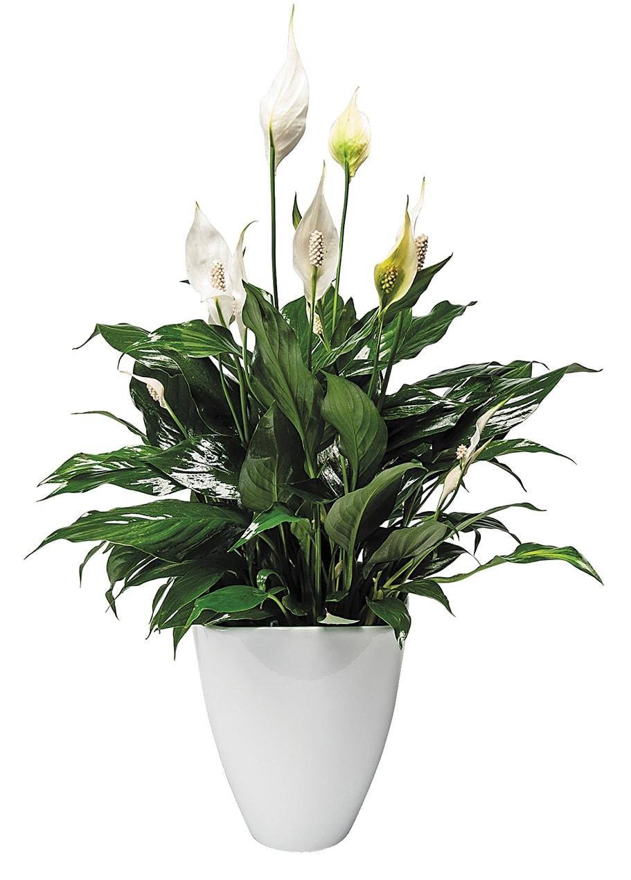 six-inch-peace-lily