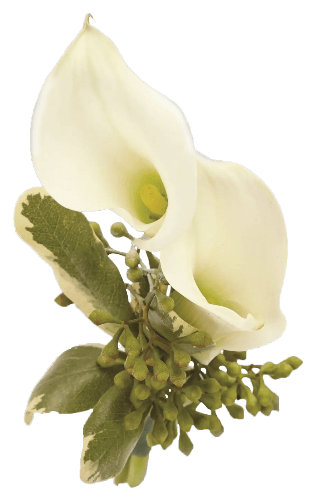 A single white calla lily boutonniere with buds and greens.