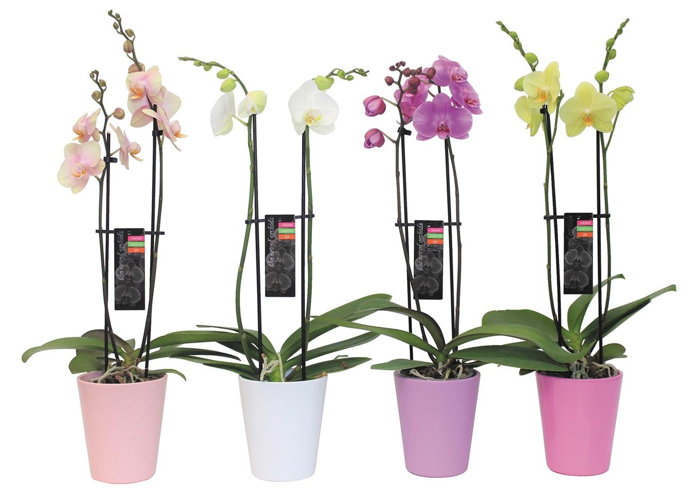 Four double stem orchids in ceramic pots side by side in pink, white, purple and yellow.