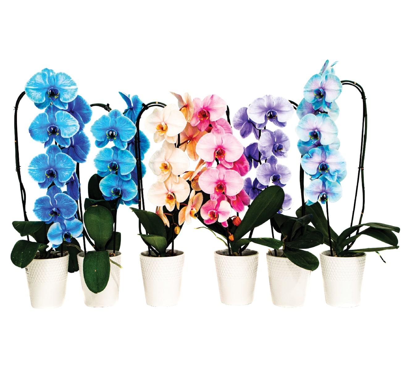 5"-Colour-Infused-Orchid
