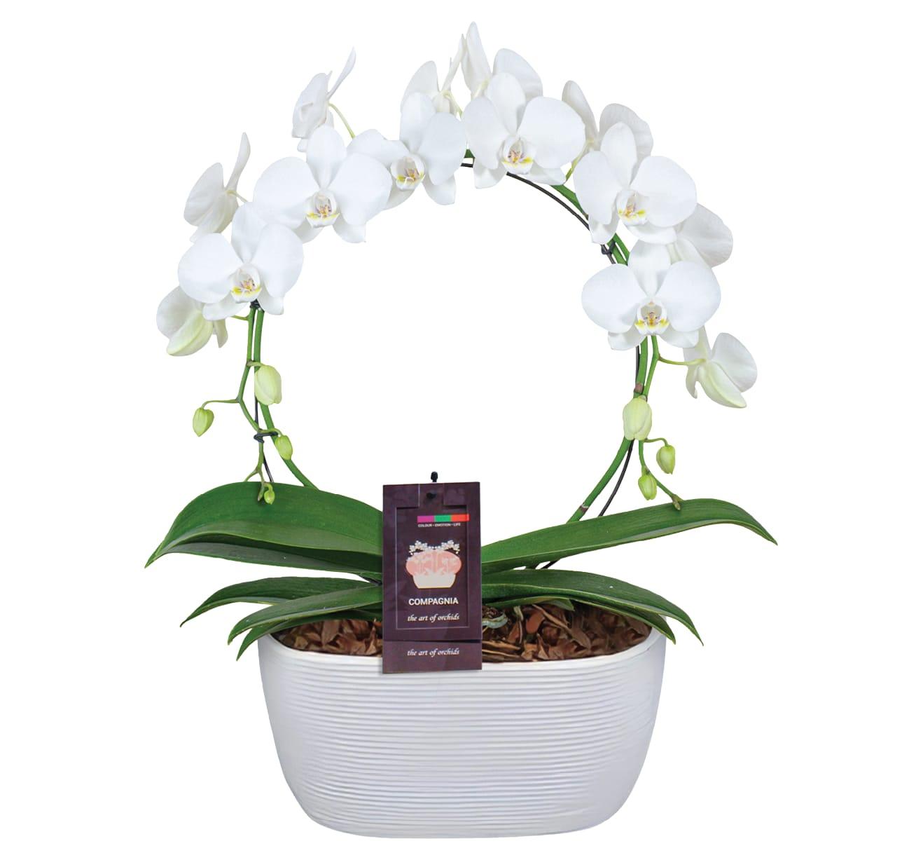 8" Infinity Circle Orchid
