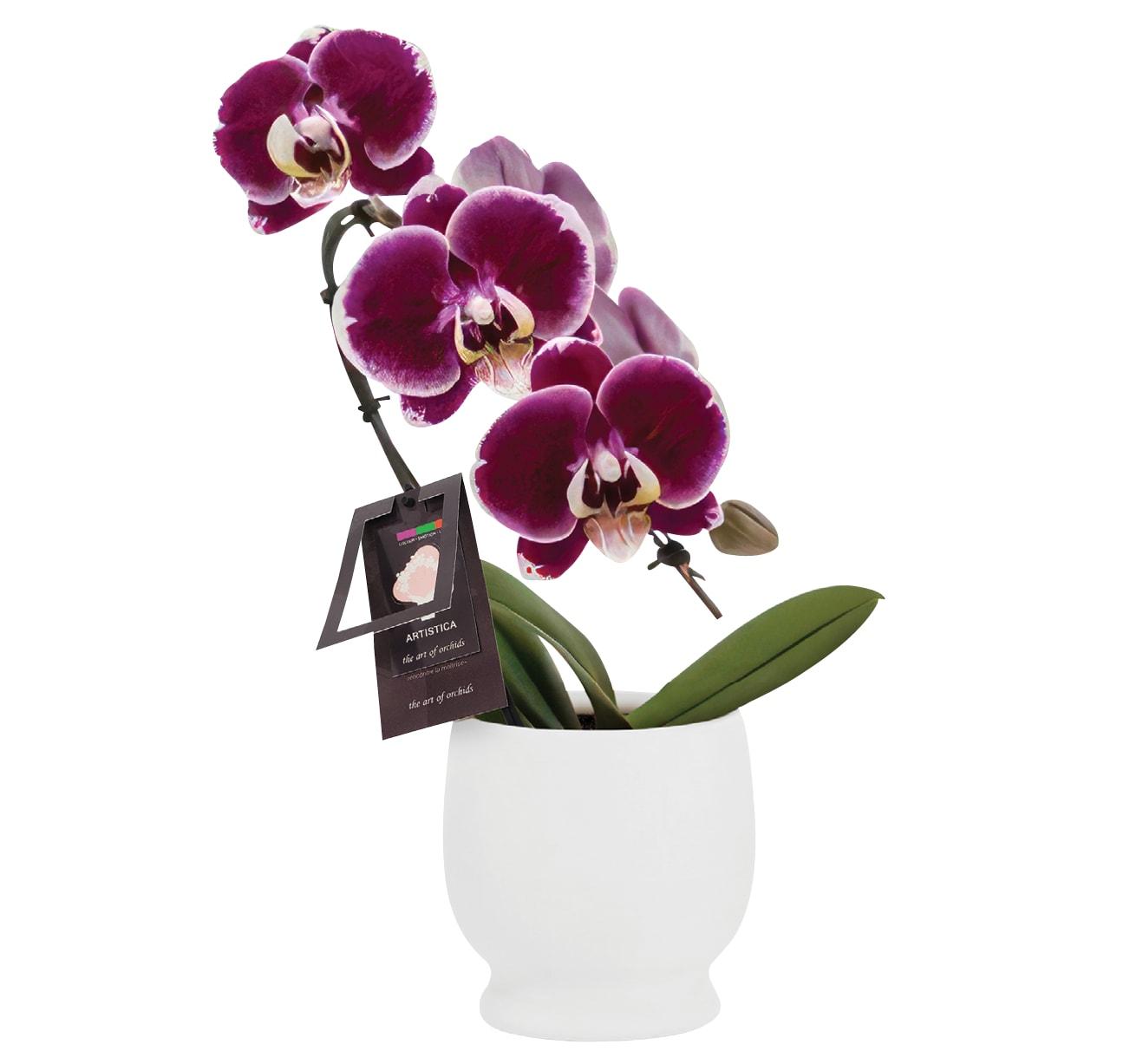 3.5"-Mini-Swan-Orchid