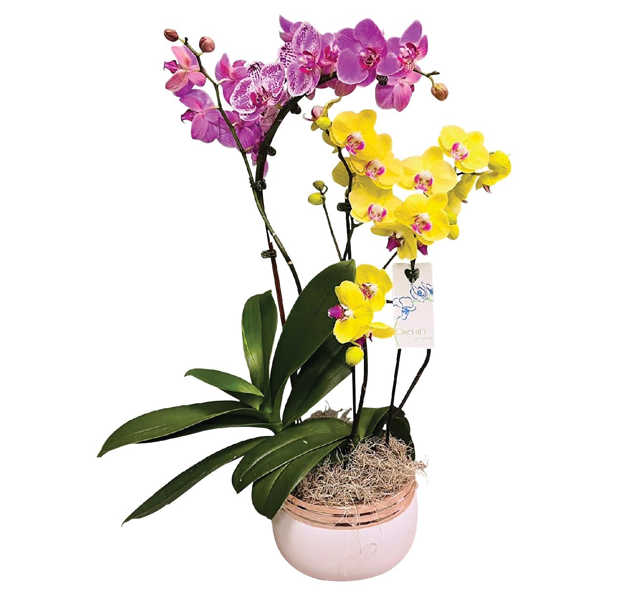 Orchid-in-Round-Ceramic-Pot
