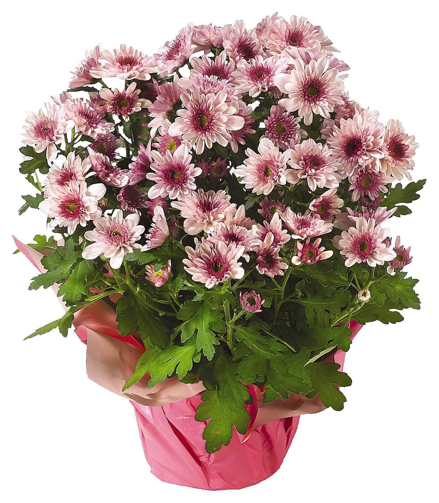 Pink mums potted and wrapped in pink paper.