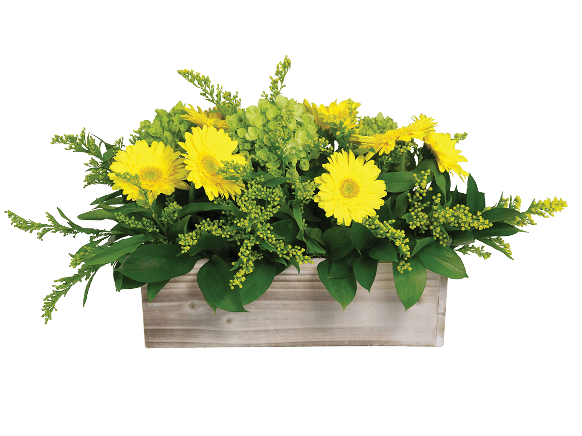 A monochromatic arrangement with yellow gerberas, hydrangea, greens and fillers. 