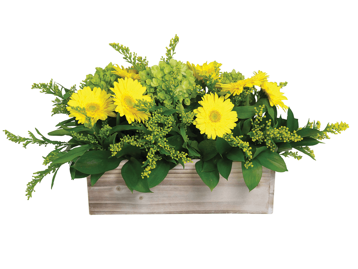 A monochromatic arrangement with yellow gerberas, hydrangea, greens and fillers.